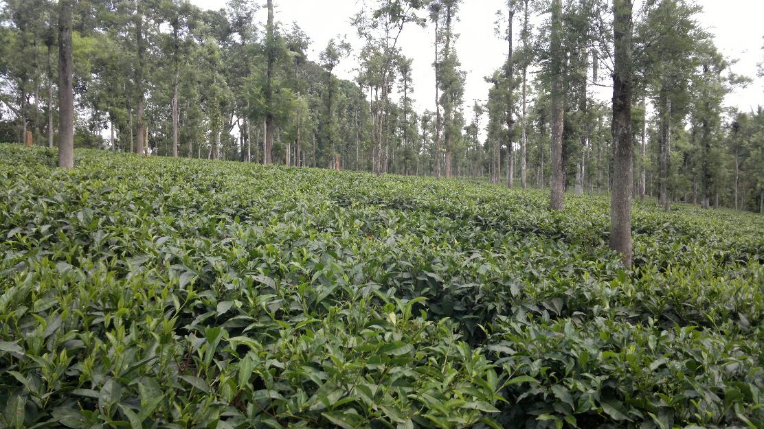 Wayanad 100 acres of well maintained tea & coffee estate is for sale in wayanad,Kerala.