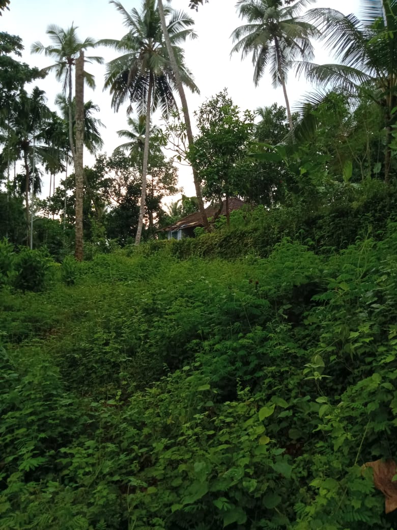 29 CENT RESIDENTIAL PLOT FOR SALE AT KUNNAMANGALAM, KOZHIKODE