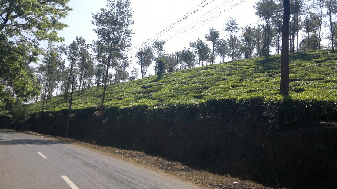 1700 acre well maintained tea plantation for sale near meenangadi area, Wayanad.